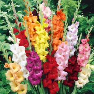 Gladioli Rainbow Mix 25