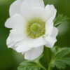 white anemone