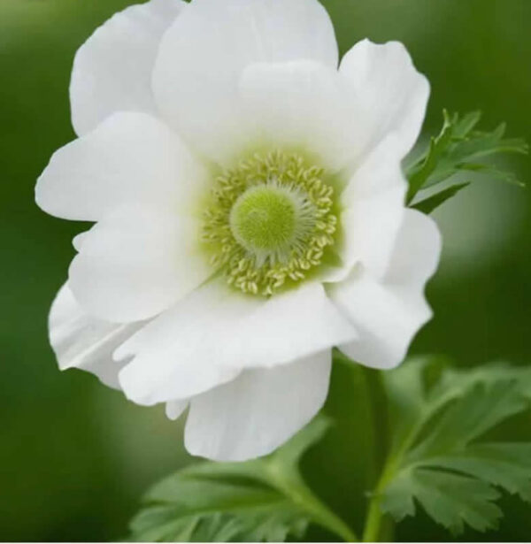 white anemone