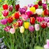 Triumph tulip bulbs