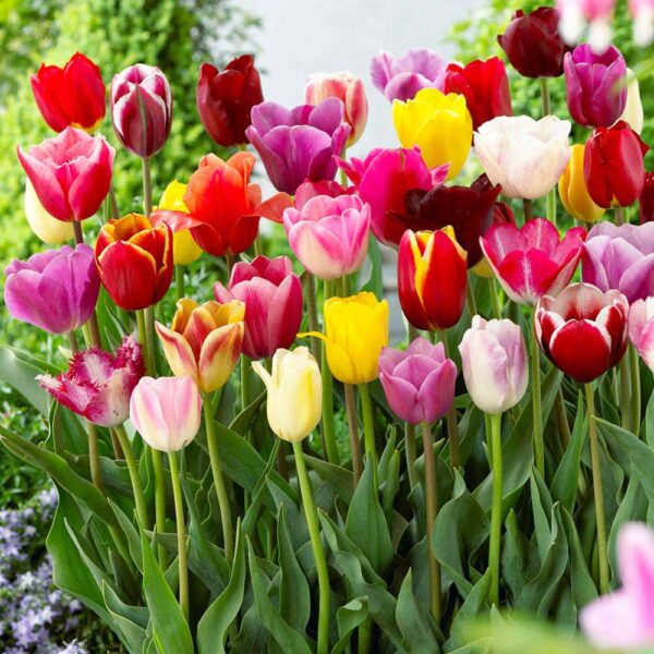 Triumph tulip bulbs